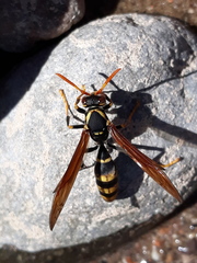 Polistes xanthogaster