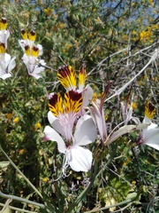 Alstroemeria magnifica maxima