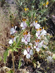 Alstroemeria magnifica maxima