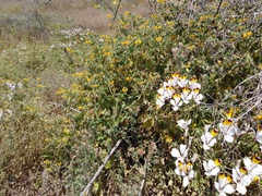 Alstroemeria magnifica maxima