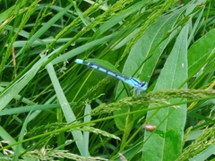 Enallagma cyathigerum