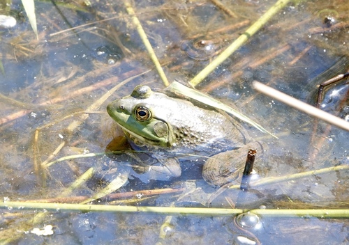 American Bullfrog photographed in Oregon