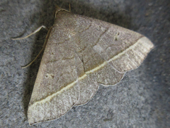 Paracolax trilinealis