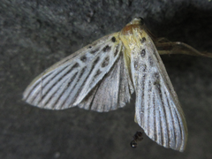 Tyspanodes hypsalis