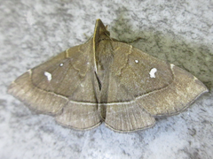 Cidariplura gladiata
