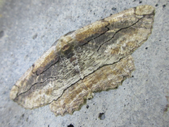 Menophra senilis