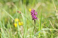 Dactylorhiza incarnata