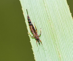 Idolothrips spectrum
