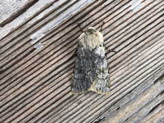 Agrotis simplonia