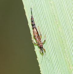 Idolothrips spectrum