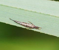 Idolothrips spectrum