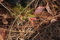 Adenanthos barbiger