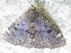 Diomea cremata