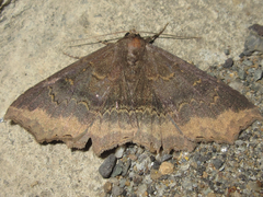 Arytrura subfalcata