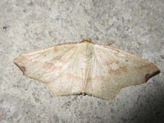 Pareclipsis gracilis