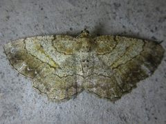 Polymixinia appositaria