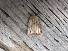 Mythimna anderreggii