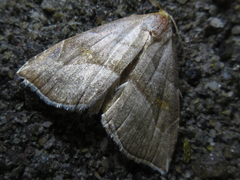 Paragabara flavomacula