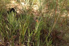 Adenanthos barbiger