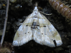 Trichophysetis cretacea