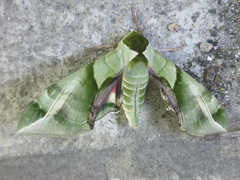 Callambulyx tatarinovii