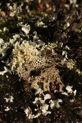 Pulchrocladia ferdinandii