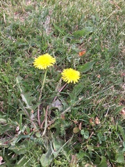 Taraxacum