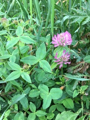 Trifolium pratense