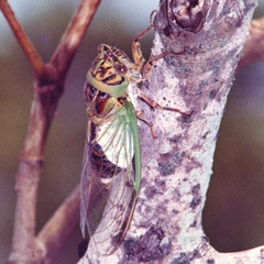 Arunta interclusa