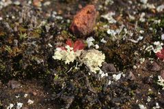 Pulchrocladia ferdinandii