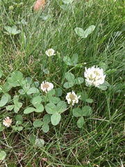 Trifolium repens