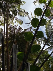 Smilax melastomifolia