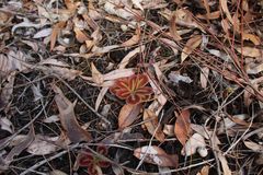 Drosera squamosa