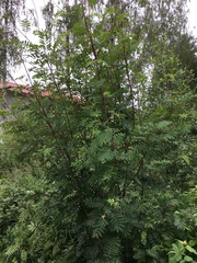Sorbus aucuparia
