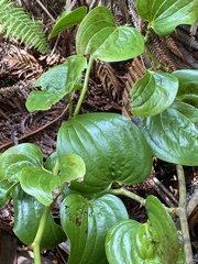 Smilax melastomifolia