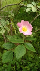 Rosa dumalis