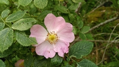 Rosa dumalis