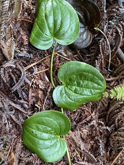 Smilax melastomifolia