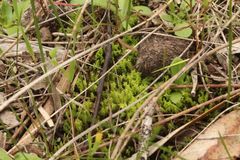 Triquetrella papillata