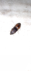 Elateridae