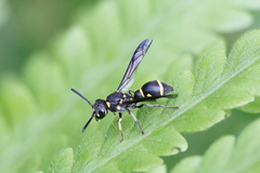 Apodynerus formosensis