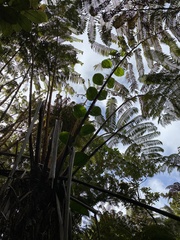 Smilax melastomifolia