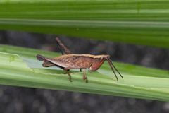 Phlaeoba antennata