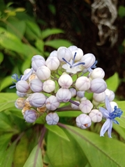 Hydrangea febrifuga