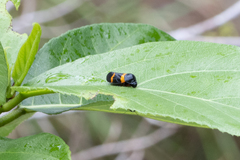 Cosmoscarta abdominalis