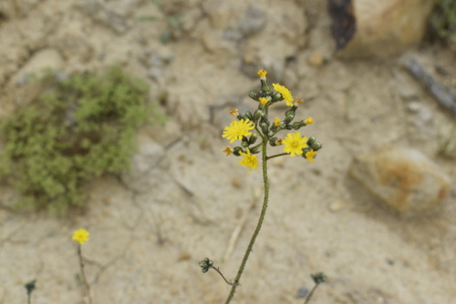 Image of Pilosella floribunda by (c) Repina Tatyana, some rights reserved (CC BY)