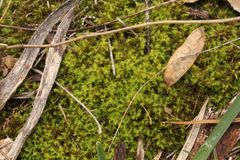 Triquetrella papillata