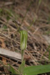 Pterostylis dilatata
