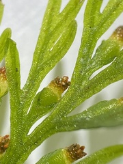 Callistopteris baldwinii