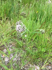 Achillea millefolium